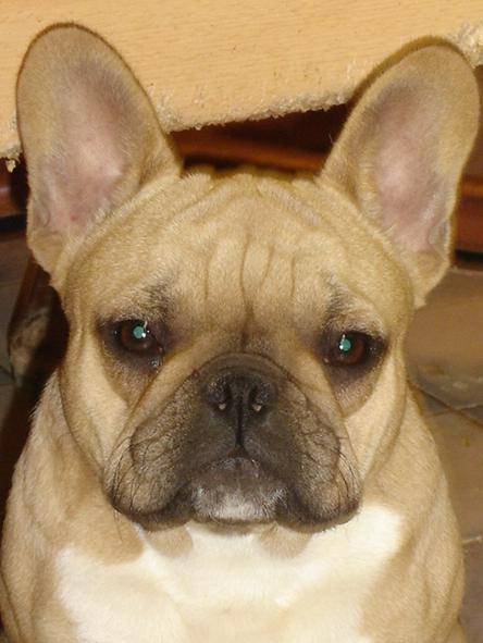 besley bull de sabres - bouledogue francais - Bouledogue Français