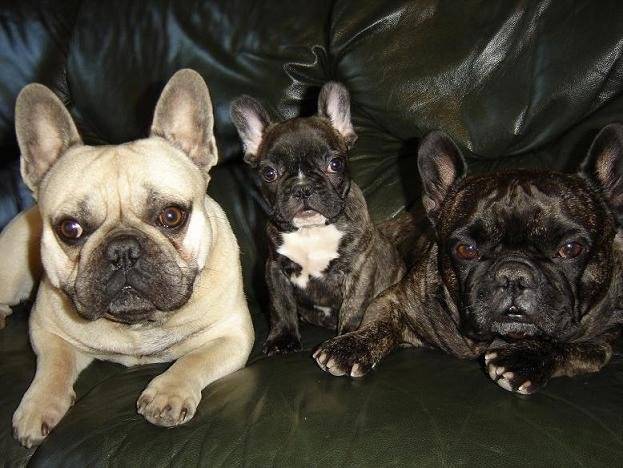 benjy bull de sabres - bouledogue francais - Bouledogue Français