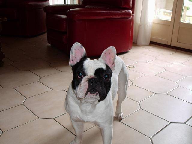 Bouledogue Français - Bouledogue Français