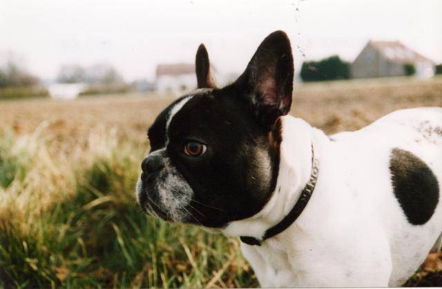 Tyson ---bouledogue francais - Bouledogue Français