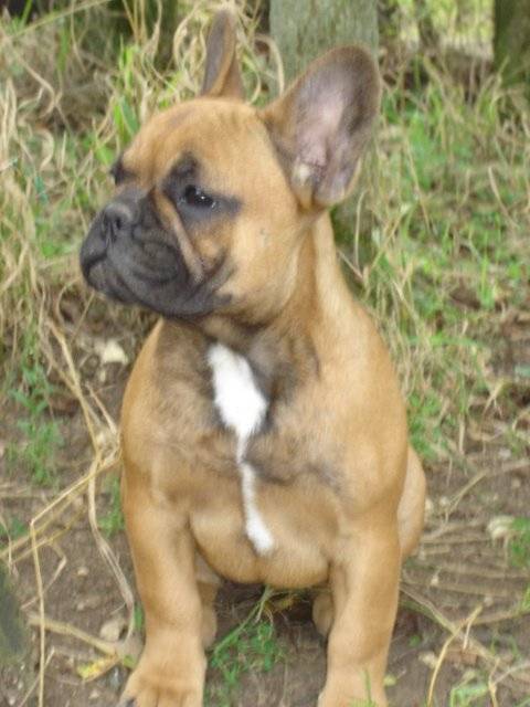 barber bull de sabres - bouledogue francais - Bouledogue Français