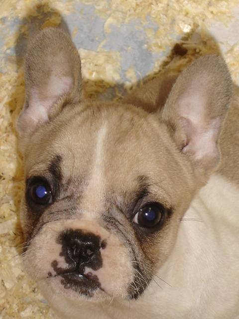 buffy bull de sabres - bouledogue francais - Bouledogue Français