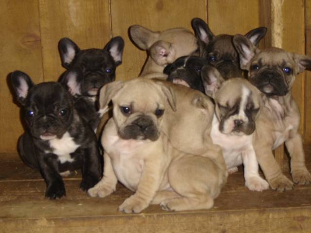 bb bull de sabres.- BOULEDOGUE FRANCAIS - Bouledogue Français