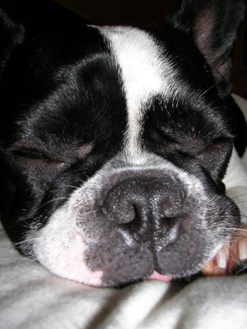 vanie bouledogue français - Bouledogue Français