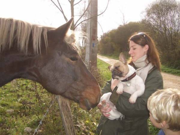 BENTLEY BULL DE SABRES - bouledogue francais - Bouledogue Français