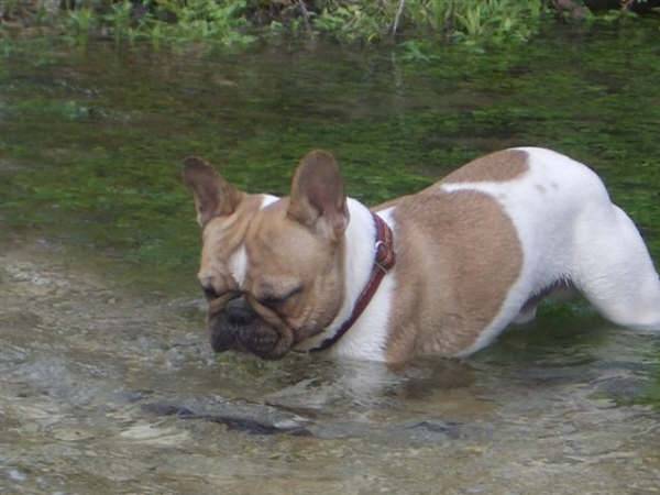 BENTLEY BULL DE SABRES - bouledogue francais - Bouledogue Français