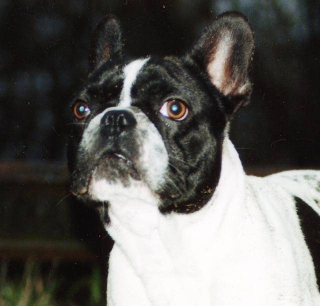 Tyson ---bouledogue francais - Bouledogue Français