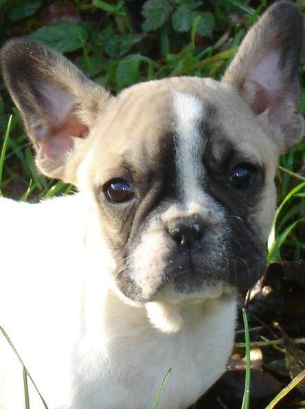 bylly bull de sabres - bouledogue francais - Bouledogue Français