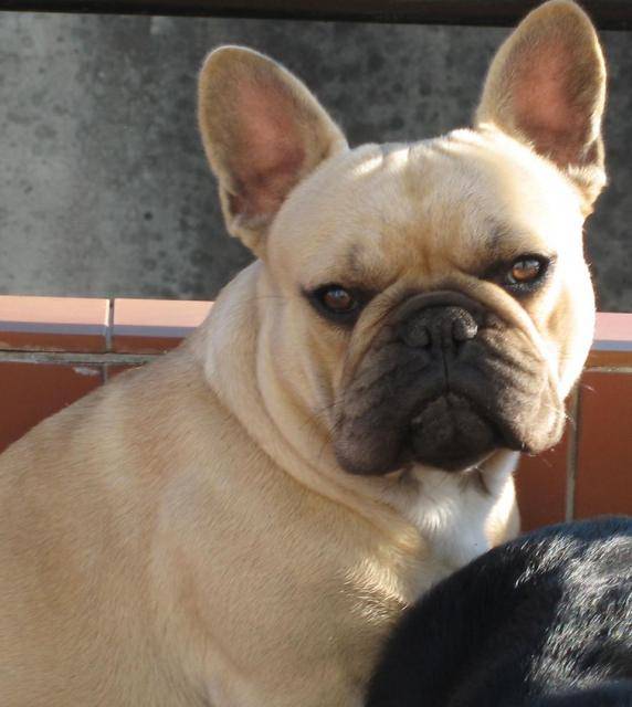 beckett bull de sabres - bouledogue francais - Bouledogue Français