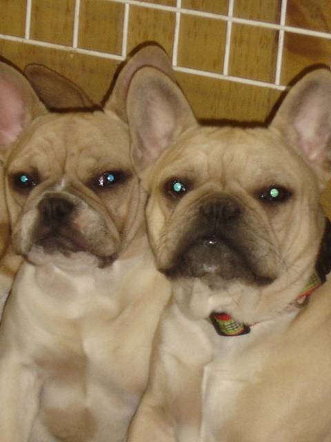 brytget et boothya bull de sabres - bouledogue francais - Bouledogue Français