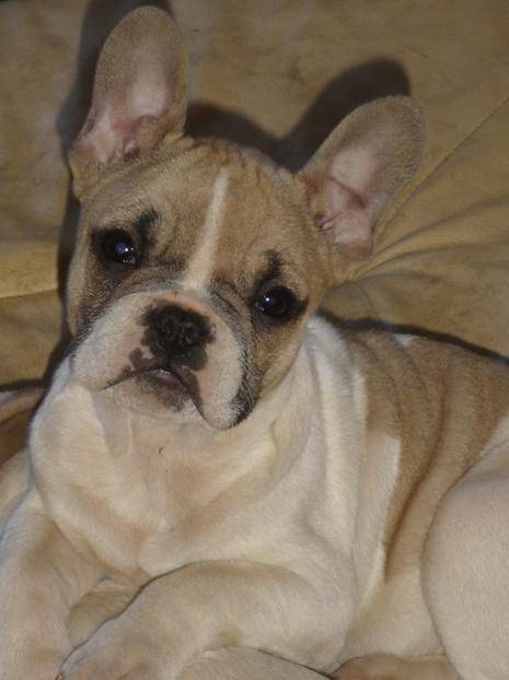 buffy bull de sabres - bouledogue francais - Bouledogue Français