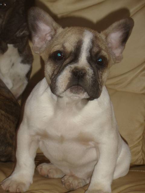 bylly bull de sabres - bouledogue francais - Bouledogue Français