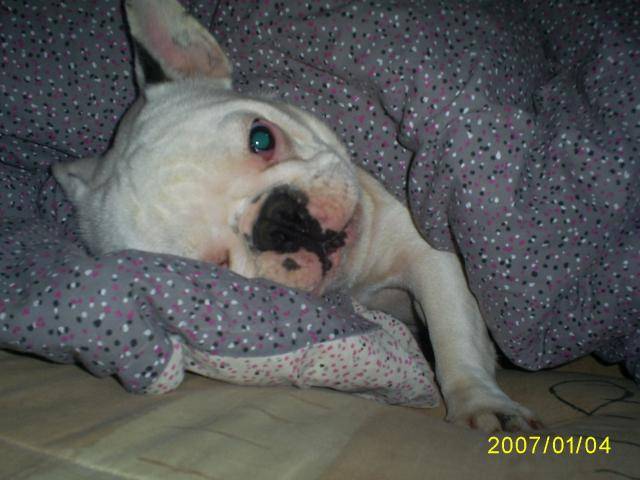 valentine bouledogue francais - Bouledogue Français