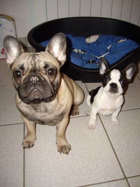 bouledogue francais Zeta - Bouledogue Français