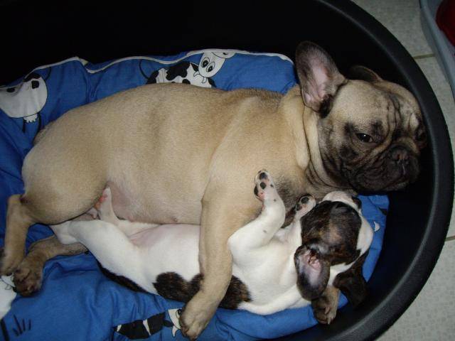 bouledogue francais Zeta - Bouledogue Français