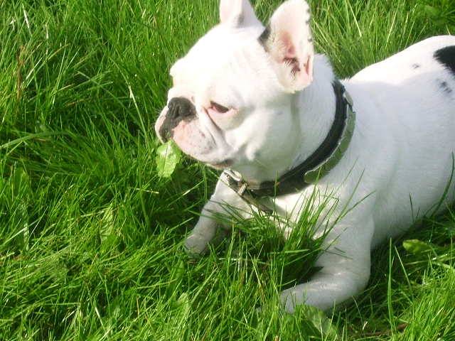valentine bouledogue francais - Bouledogue Français