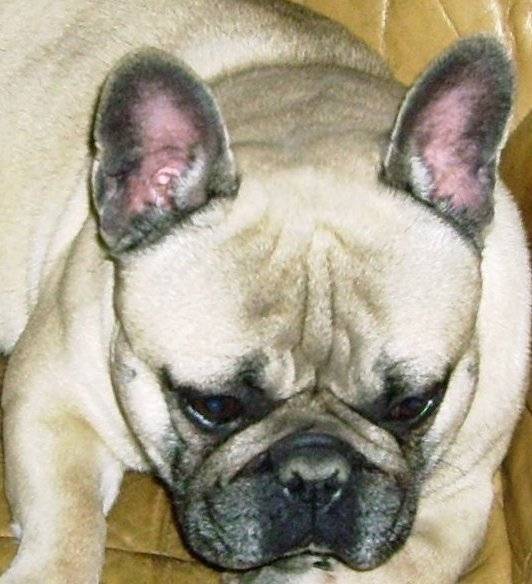 bouledogue français fauve lof pour saillie - Bouledogue Français