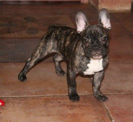 Bouledogue français - Baloo le pot de colle... - Bouledogue Français