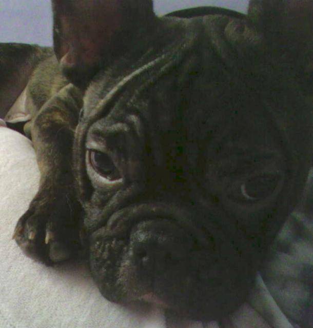 bouledogue français mougli - Bouledogue Français