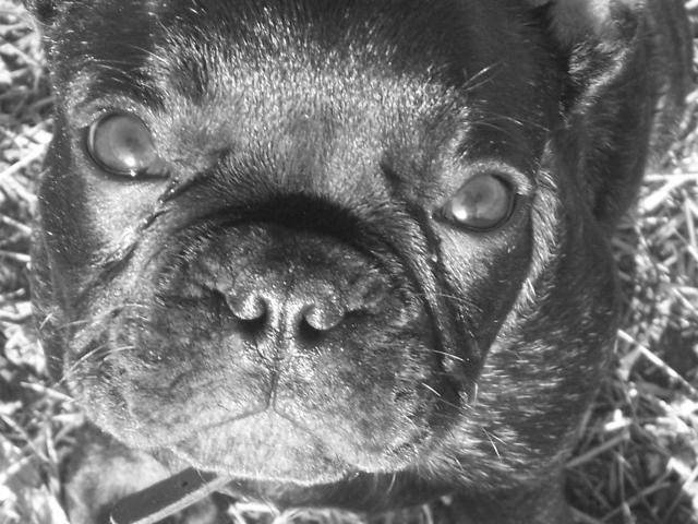 Bouledogue Français:Babouche - Bouledogue Français