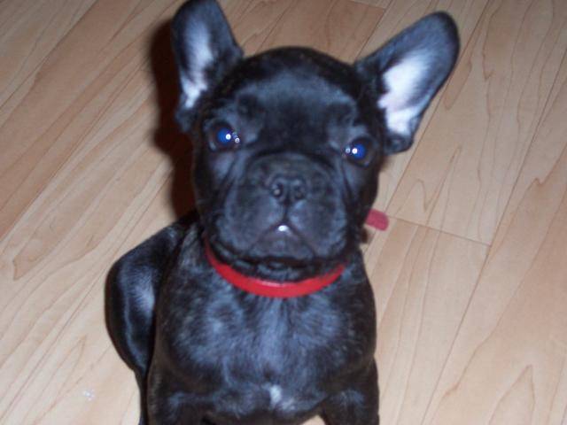 Bouledogue Français:Babouche - Bouledogue Français