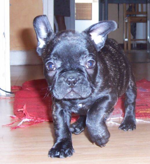 Bouledogue Français:Babouche - Bouledogue Français