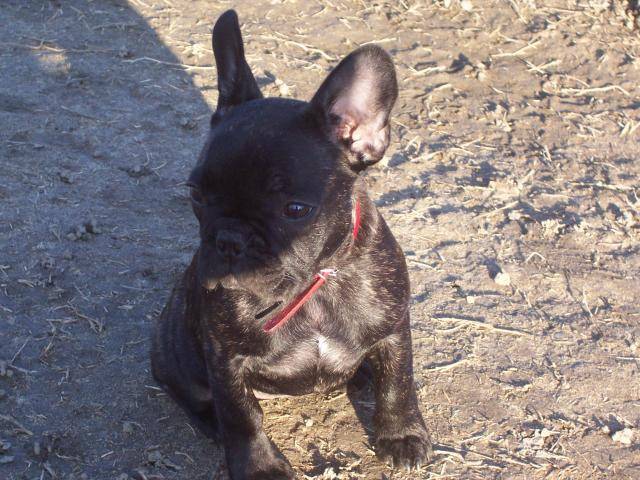 Bouledogue Français:Babouche - Bouledogue Français