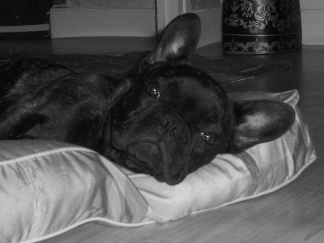 Bouledogue Français:Babouche - Bouledogue Français