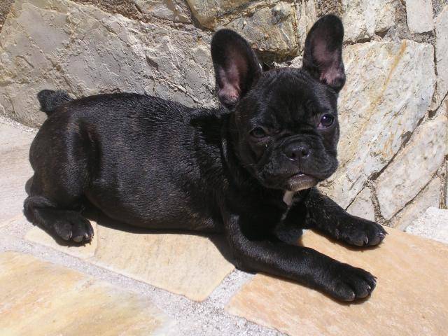 Yoda, Bouledogue Français - Bouledogue Français