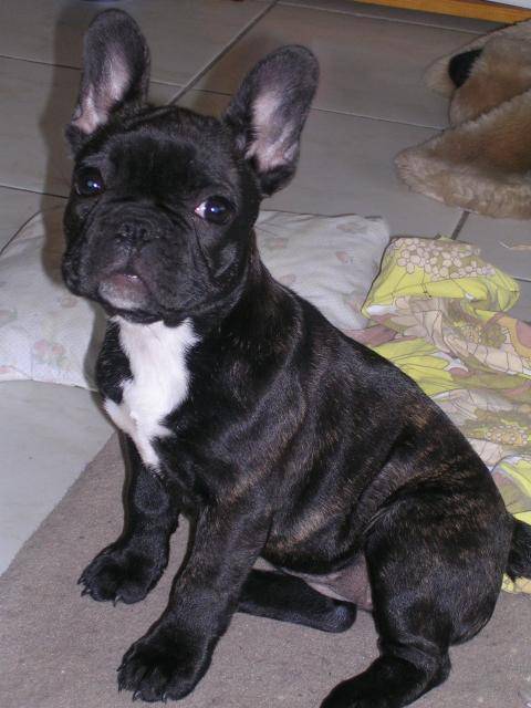 Yoda, Bouledogue Français - Bouledogue Français