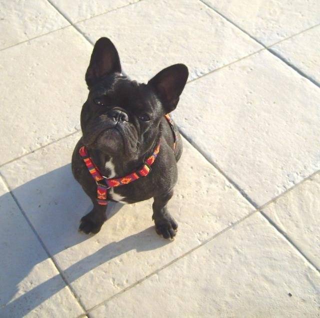 bouledogue français VEGA - Bouledogue Français