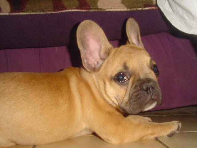 bouledogue français camrone - Bouledogue Français