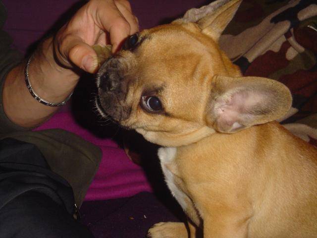 Bouledogue français camrone - Bouledogue Français