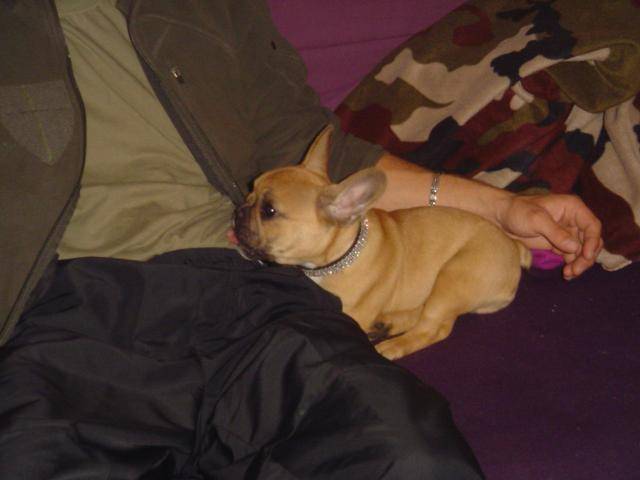 Bouledogue français camrone - Bouledogue Français