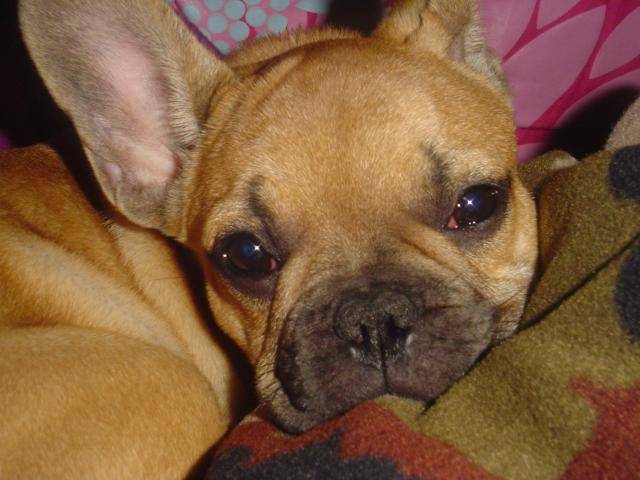 bouledogue français camrone - Bouledogue Français