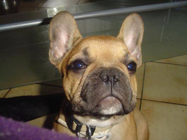 bouledogue français camrone - Bouledogue Français