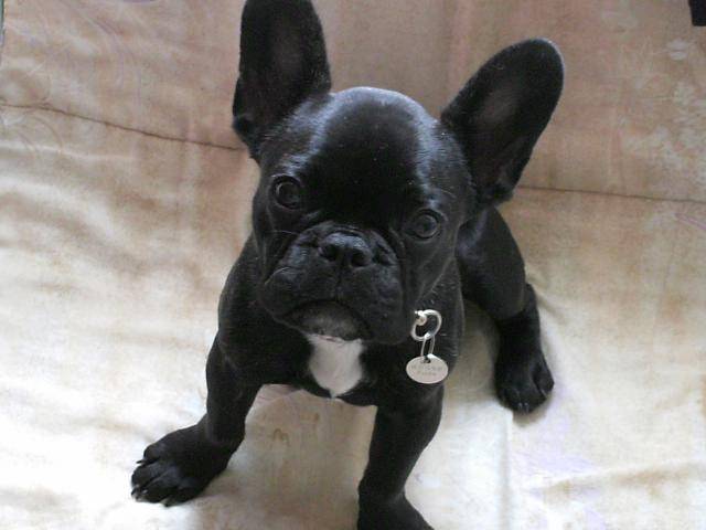 charlotte bouledogue français, - Bouledogue Français