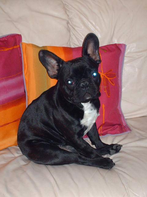 BOULEDOGUE FRANCAIS - LEO - Bouledogue Français