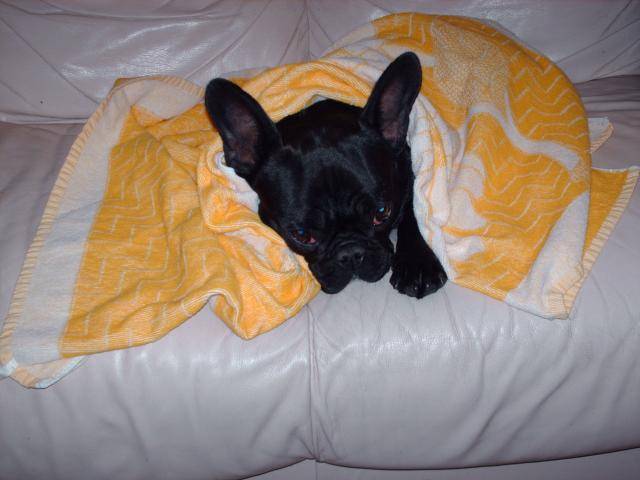 BOULEDOGUE FRANCAIS - LEO - Bouledogue Français