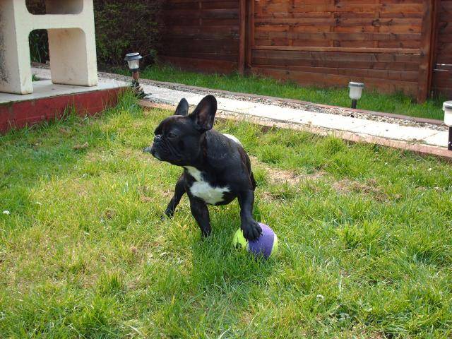 BOULEDOGUE FRANCAIS - LEO - Bouledogue Français