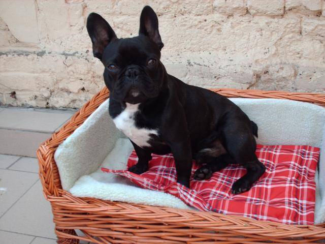 BOULEDOGUE FRANCAIS - LEO - Bouledogue Français