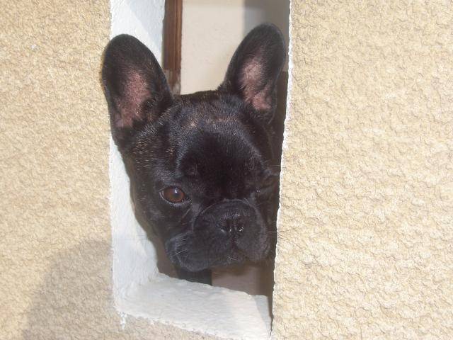 Bouledogue Français:Babouche - Bouledogue Français