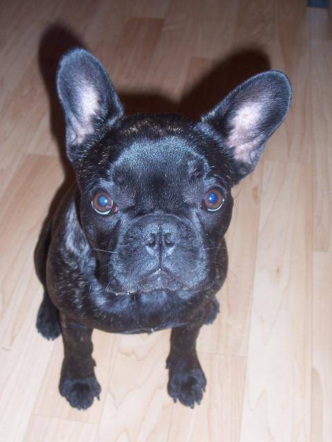 Bouledogue Français:Babouche - Bouledogue Français