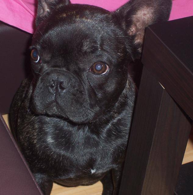 Bouledogue Français:Babouche - Bouledogue Français