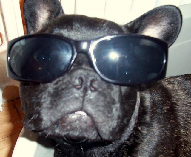 Bouledogue Français:Babouche - Bouledogue Français