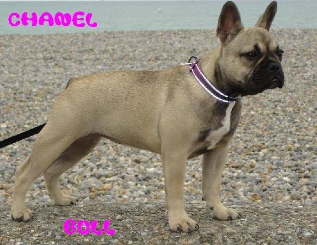CHANEL BULL DE SABRES - bouledogue français - Bouledogue Français