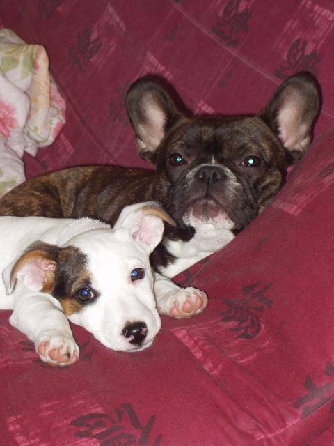 Celtic (jack russel) et Athéna (bouledogue francais) - Bouledogue Français