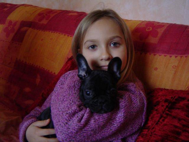 BOULEDOGUE FRANCAIS - Bouledogue Français