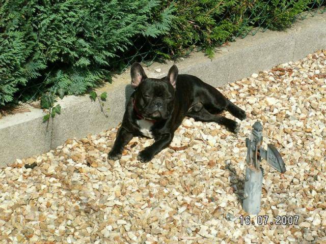 MOKA BOULEDOGUE FRANCAIS - Bouledogue Français