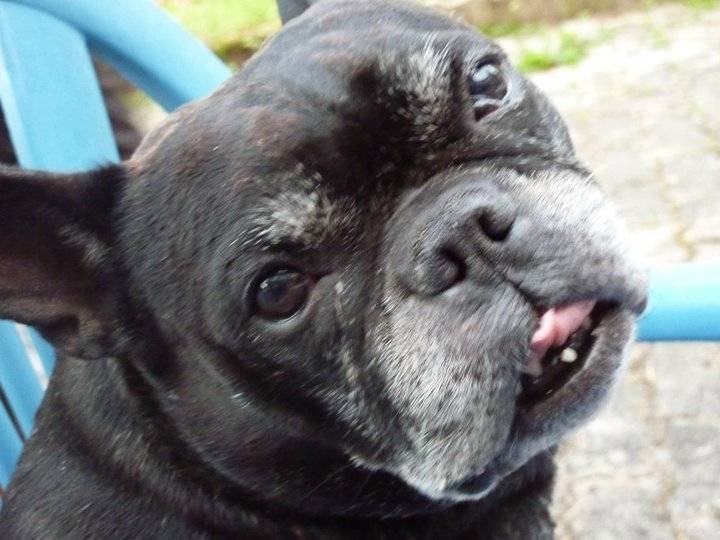 axel - Bouledogue Français Mâle (5 ans)